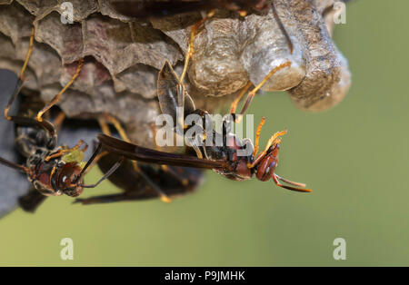 Le nid de guêpes de papier, Polistes annularis, Iowa, États-Unis Banque D'Images