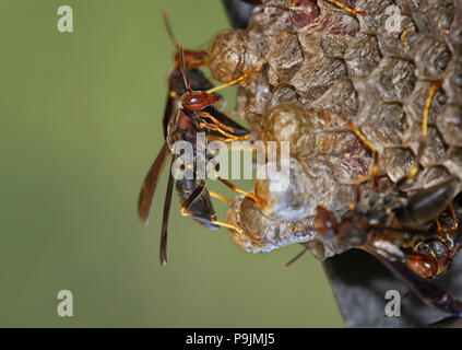 Le nid de guêpes de papier, Polistes annularis, Iowa, États-Unis Banque D'Images