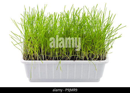 Blé germé, pelouse, plantes ornementales herbe en pot, chemin, isolé sur fond blanc Banque D'Images