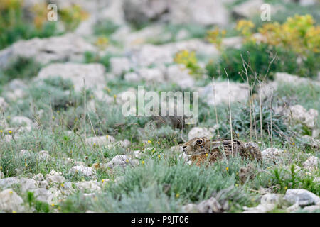 Lièvre européen - Lepus europaeus, lièvre commun de prairies européennes, prés et champs. Banque D'Images