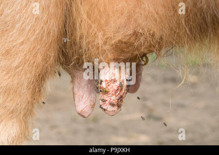 Les lésions des trayons - Tétines de vache sur highland cow Banque D'Images