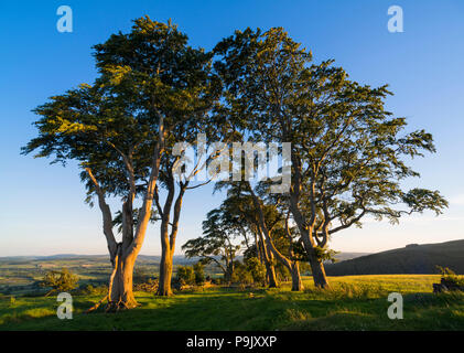 La lumière du soleil du soir sur l'avenue de hêtres sur Linley Hill, Shropshire. Banque D'Images