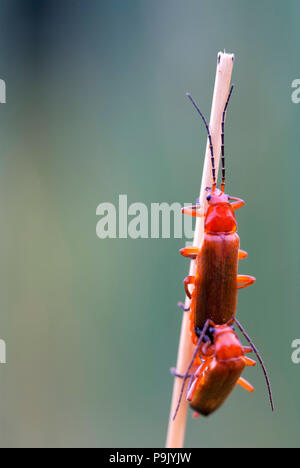 Soldat beetle rouge commun Banque D'Images