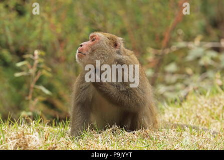 Macaques (Macaca cyclopis taïwanais) adulte assis sur l'herbe l'éraflure Dasyueshan National Forest, avril Taiwan Banque D'Images