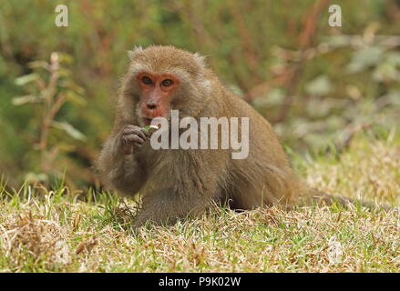 Macaques (Macaca cyclopis taïwanais) adulte sitting on grass eatingleaf Dasyueshan National Forest, avril Taiwan Banque D'Images