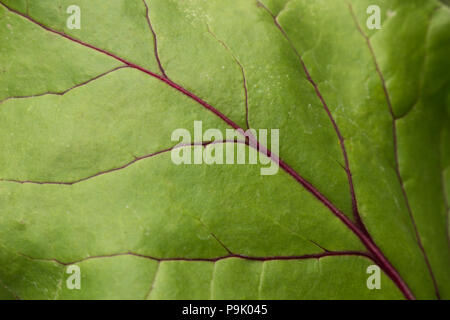 Feuilles sain des me demande de plus en plus un jardin lit montrant le contraste de vert vif et à nervures rouges. Banque D'Images