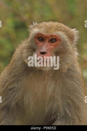 Macaques (Macaca cyclopis taïwanais) près d'adultes assis sur l'herbe Dasyueshan National Forest, avril Taiwan Banque D'Images