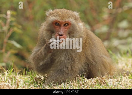 Macaques (Macaca cyclopis taïwanais) sitting on grass adultes mangent de l'herbe Dasyueshan National Forest, avril Taiwan Banque D'Images