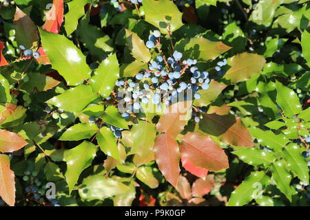 Mahonia aquifolium baies bleu et vert feuilles sur une journée ensoleillée. Banque D'Images