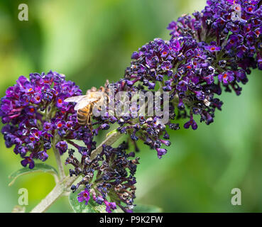 Une abeille à la recherche de pollen et de Nectar sur une fleur de Buddleia violet dans un jardin en Alsager Cheshire England Royaume-Uni UK Banque D'Images