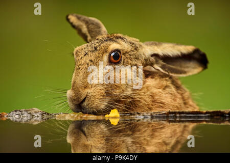 Lièvre européen - Lepus europaeus, lièvre commun de prairies européennes, prés et champs. Banque D'Images