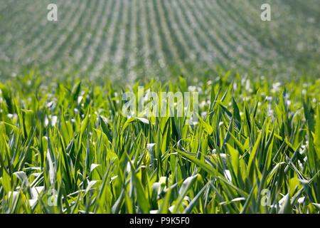 Un champ de maïs, Zea mays, souvent appelé le maïs et maïs doux, c'est une culture vivrière cultivée pour l'amidon et l'huile. Banque D'Images