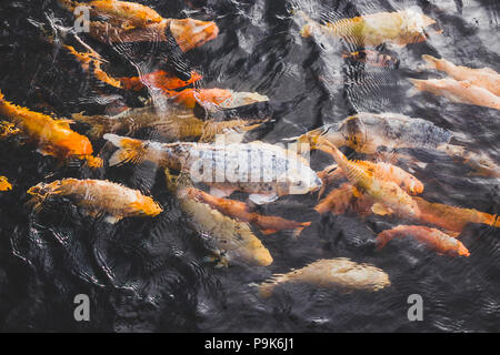 De nombreux poissons d'or de couleurs vives dans l'eau de bassin Banque D'Images