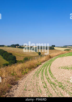 Une récolte de pois sur sol calcaire à la pâture sur les prairies avec arbres et haies près de Thixendale sous un ciel bleu dans le Yorkshire Wolds dans Banque D'Images