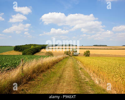 Une colline English Channel bridleway avec du blé et des pommes de terre près de Tibthorpe avec bois et haies sous un ciel bleu en été Banque D'Images