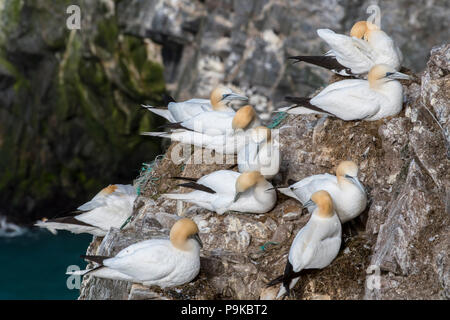 Le Fou de Bassan (Morus bassanus) nichant dans les nids faits avec des pièces de filets de pêche en nylon et de cordes en falaise à colonie d'oiseaux de mer au printemps Banque D'Images