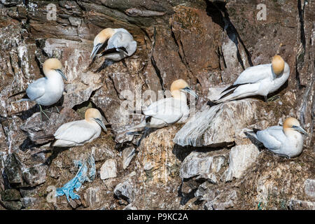 Le Fou de Bassan (Morus bassanus) nichant dans les nids en partie des déchets de plastique dans la falaise à la mer colonie d'oiseaux au printemps Banque D'Images