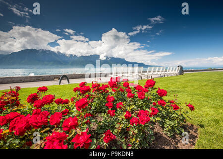 Promenade en bord de mer à Vevey ville près de Montreux avec Swiss Alps en arrière-plan, la Suisse, l'Europe. Banque D'Images