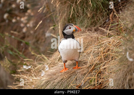 Macareux moine debout sur une falaise couverte d'herbe au printemps en Ecosse, Close up Banque D'Images