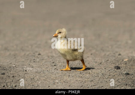 Gosling cendrée sur la route, Close up Banque D'Images