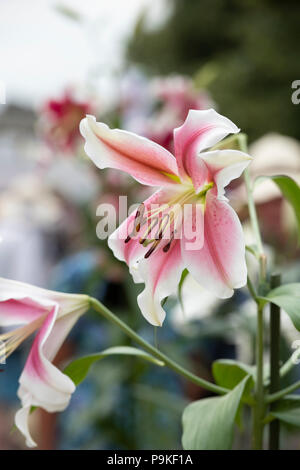 Lilium longiflorum 'oriental brillant Rose'. Longiflorum Lily rose hybride Oriental 'Brillant' fleurit sur une fleur show display. UK Banque D'Images