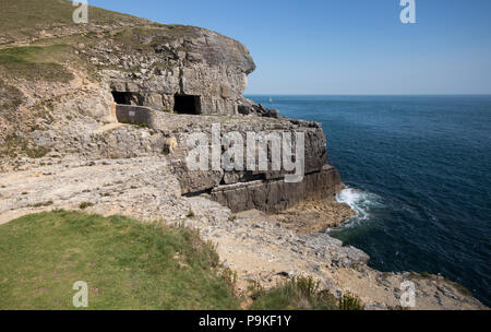 Tilly Caprice des grottes, Parc Durlston Country près de Swanage, Dorset, UK Banque D'Images