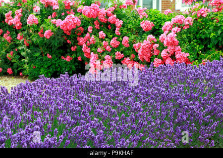 Bleu, Violet, lavande, Roses, jardin de devant, mur, Lavandula, Rosa Banque D'Images