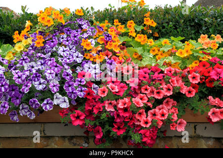 Pétunia, pétunia, rose foncé, orange, jaune, violet, front garden wall, différentes couleurs Banque D'Images