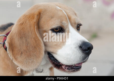 Photo de la tête de chien Harrier dans parc avec langue Banque D'Images