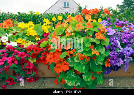 Les pétunias sur mur, rouge, orange, jaune, blanc, violet, rose, couleurs variées Banque D'Images