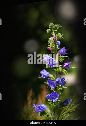 Echium vulgare Vipérine commune appelée et blueweed Banque D'Images