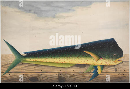 SLNSW 290 812928 2 Dolphin Banque D'Images