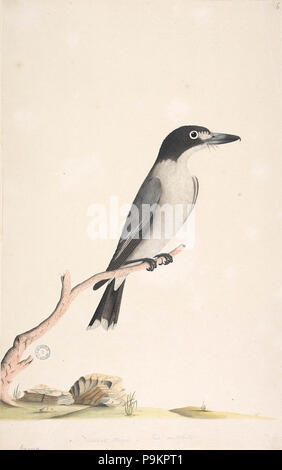 SLNSW 293 823061 F10 Cractius mâle gris ButcherBird torquatus Banque D'Images