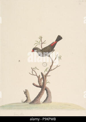 SLNSW 293 823093 F42 Diamond Firetail Stagonopleura guttata Banque D'Images