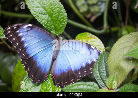 Libre de la politique/blue morpho (morpho peleides) perché sur une végétation verte Banque D'Images