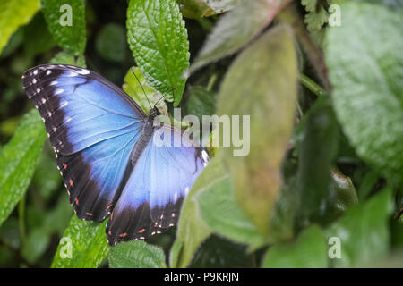 Libre de la politique/blue morpho (morpho peleides) perché sur une végétation verte Banque D'Images