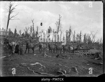 308 attelage de chevaux tirant des grumes à la scierie Rangataua. 289873 ATLIB Banque D'Images