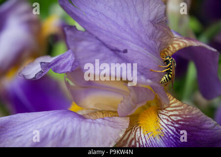 Une veste jaune wasp reposant sur une fleur iris lavande Banque D'Images