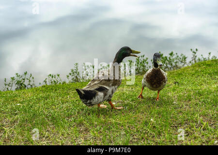 Vernon Alabama, USA. 19 juillet, 2018. Ces deux canards colverts ont été donnant à chaque autre un earfull jeudi matin, le 19 juillet 2018, à Lamar Comté Lac. Le lac est situé dans le nord-ouest de l'Alabama près de la ville de Vernon. Crédit : Tim Thompson/ZUMA/Alamy Fil Live News Banque D'Images