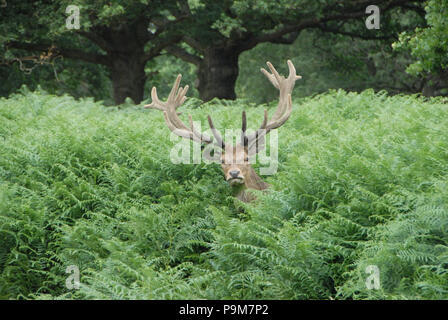 Londres, Royaume-Uni. 19 juillet 2018. Red Deer à Richmond Park, le jeudi chaud en juillet. Credit : JOHNNY ARMSTEAD/Alamy Live News Banque D'Images