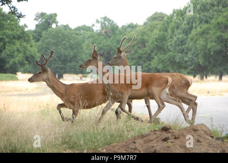 Londres, Royaume-Uni. 19 juillet 2018. Red Deer à Richmond Park, le jeudi chaud en juillet. Credit : JOHNNY ARMSTEAD/Alamy Live News Banque D'Images