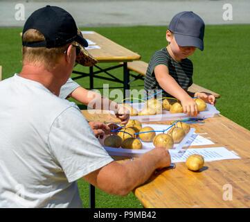 Malmö, Suède. 19 juillet, 2018. Une tentative d'établir un record du monde en créant le courant électrique la plus élevée à l'aide de pommes de terre ordinaires qui ont lieu dans le parc Folkets Park (les Peuples). Tommy Lindholm/Alamy Live News Banque D'Images