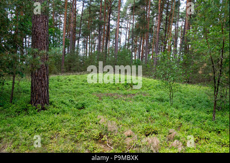 Kurgan de Goth préhistorique cimetière Rezerwat Kregi Kamienne przyrody cercles de pierres (réserve naturelle) de I à III siècle avant Jésus-Christ en Odry, Pologne. Jun Banque D'Images