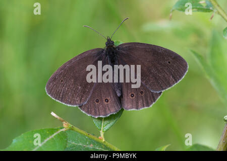 (Un papillon Aphantopus hyperantus) réchauffe le matin avec les ailes ouvertes Banque D'Images
