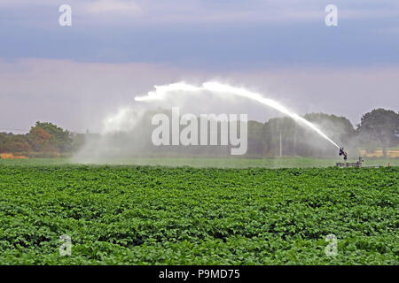 Gicleurs d'eau dans un champ de pommes de terre récolte Yorkshire, été, England, UK Banque D'Images