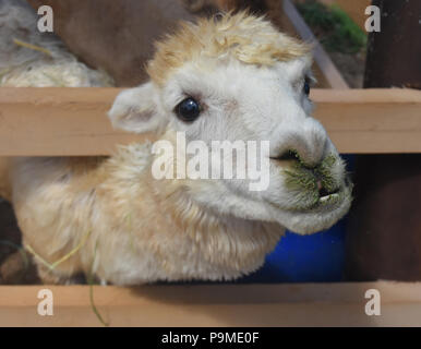 Alpaca adorables coller la tête par une clôture. Banque D'Images