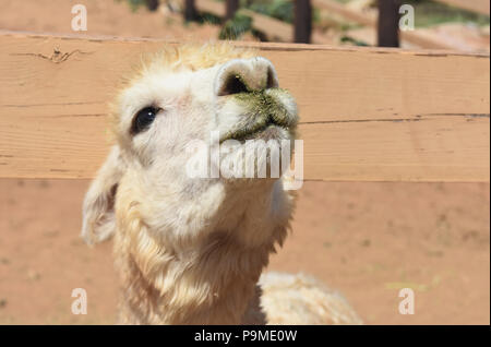 Adorable alpaga blanc de plus près. Banque D'Images