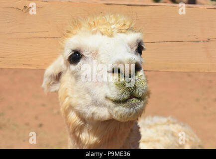 Adorable visage d'un blanc moelleux d'alpaga. Banque D'Images