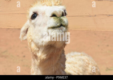 Adorable visage d'un blanc très mignon d'alpaga. Banque D'Images