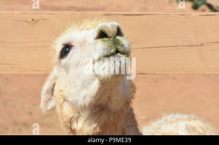 Adorable close up regarder le visage d'un alpaga. Banque D'Images